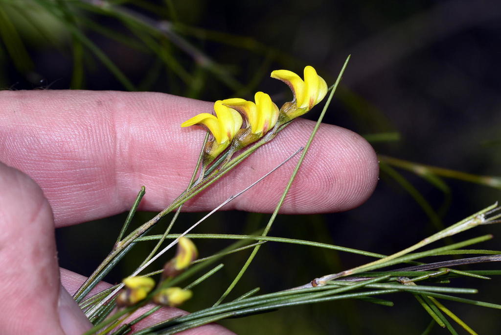 Lanky Capegorse