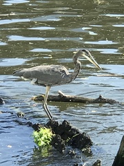 Ardea herodias