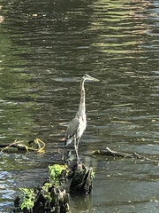 Ardea herodias
