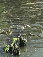 Ardea herodias