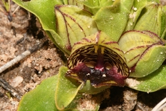 Satyrium pumilum