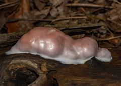 Reticularia splendens