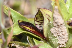 Satyrium pumilum