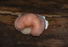 Reticularia splendens