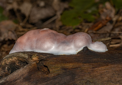 Reticularia splendens