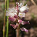 Lachenalia liliiflora - Photo (c) Carina Lochner, μερικά δικαιώματα διατηρούνται (CC BY-NC), uploaded by Carina Lochner
