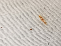 Zygina flammigera