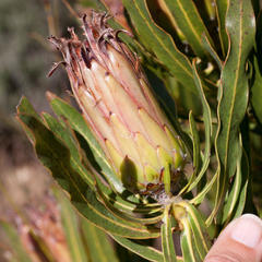 Protea burchellii