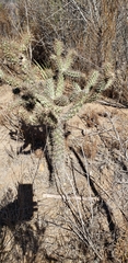 Cylindropuntia prolifera