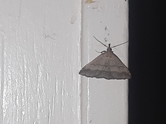 Tetanolita palligera