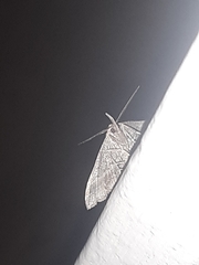 Tetanolita palligera