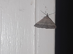 Tetanolita palligera