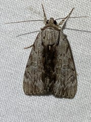 Catocala gracilis