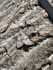 Catocala semirelicta