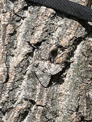 Catocala semirelicta