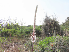 Drimia maritima