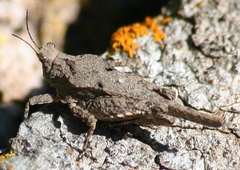 Tetrix subulata