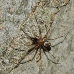 Drapetisca alteranda