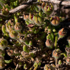 Drosanthemum hispifolium