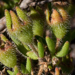 Drosanthemum hispifolium