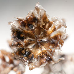 Drosanthemum hispifolium