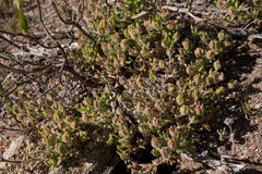 Drosanthemum hispifolium