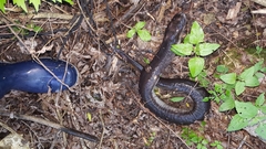 Amphiuma tridactylum