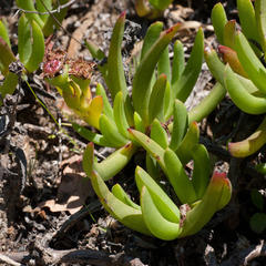 Ruschia diversifolia