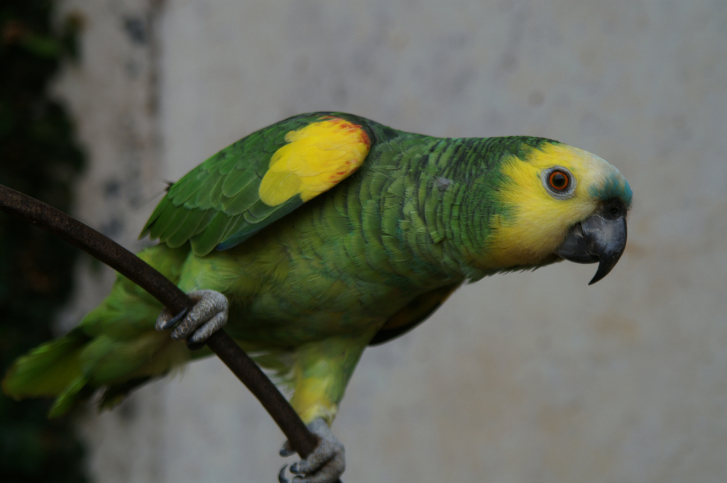 Turquoise-fronted Amazon