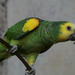 Yellow-winged Amazon - Photo (c) Andrea, some rights reserved (CC BY)