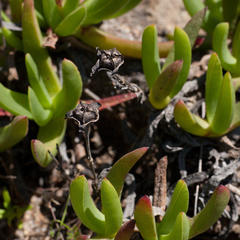Ruschia diversifolia