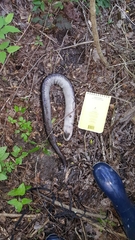 Amphiuma tridactylum