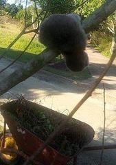 Cryptomys hottentotus