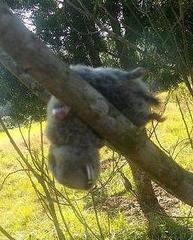 Cryptomys hottentotus