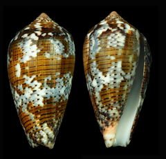 Conus achatinus
