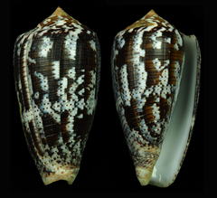 Conus achatinus