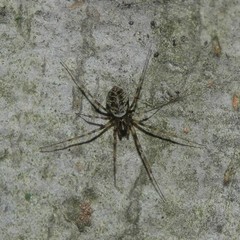 Drapetisca alteranda