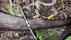 Amphiuma tridactylum
