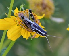 Phaedrotettix palmeri