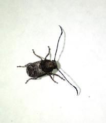 Phloeobius