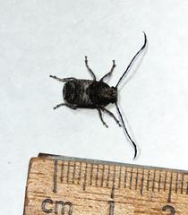 Phloeobius