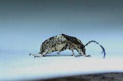 Phloeobius