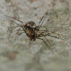 Drapetisca alteranda