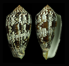 Conus achatinus