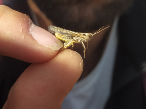 koník obyčajný (Chorthippus biguttulus)