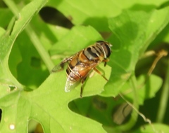 Palpada vinetorum