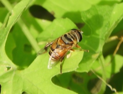 Palpada vinetorum