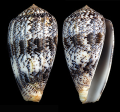 Conus achatinus