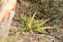 Iris foetidissima