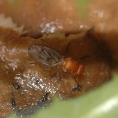 Dryomyza